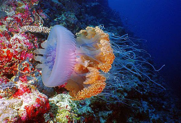 Кубомедуза фото Кубомедуза фото