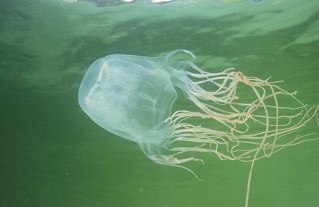 Кубомедуза размер Кубомедуза фото и описание