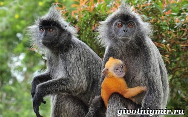Лангур-обезьяна-Образ-жизни-и-среда-обитания-обезьяны-лангур-4