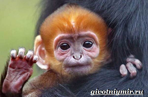 Лангур-обезьяна-Образ-жизни-и-среда-обитания-обезьяны-лангур-5