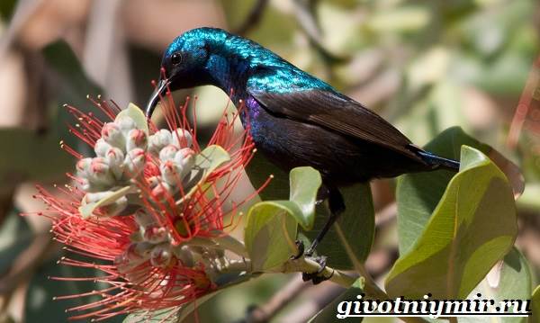 Нектарница-птица-Образ-жизни-и-среда-обитания-нектарницы-5
