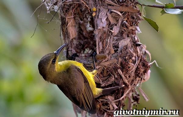 Нектарница-птица-Образ-жизни-и-среда-обитания-нектарницы-8