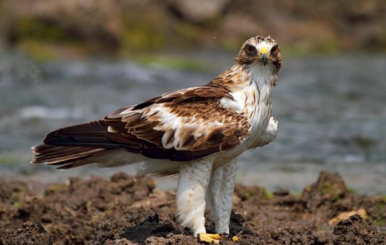 Животные и растения Алтайского края, занесенные в Красную книгу