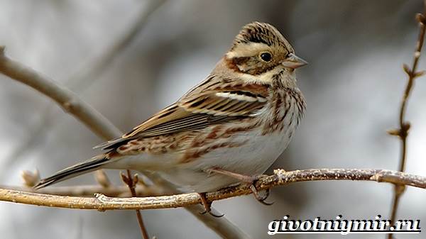 Овсянка-птица-образ жизни-и-среда обитания-птица-овсянка-3