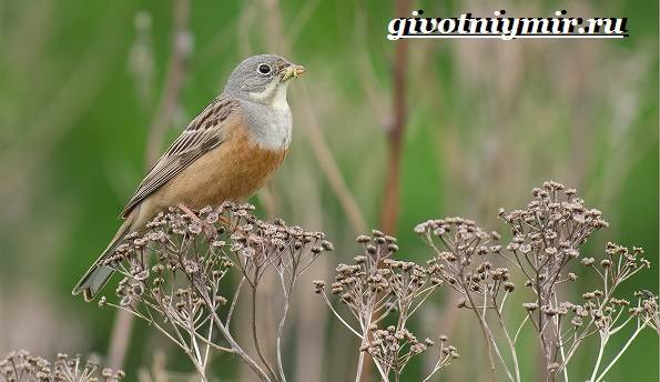 Овсянка-птица-образ жизни-и-среда обитания-птица-овсянка-4