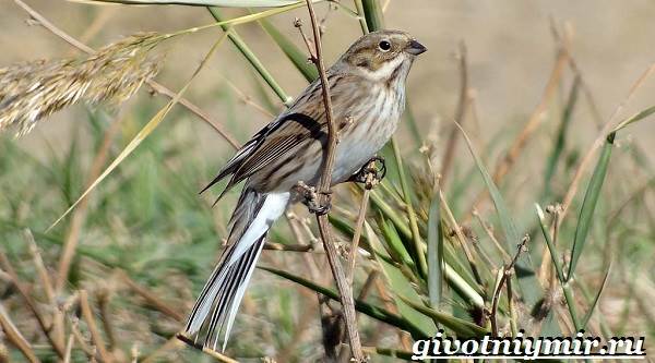 Овсянка-птица-образ жизни-и-среда обитания-птица-овсянка-5