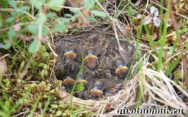 Овсянка-птица-образ жизни-и-среда обитания-птица-овсянка-7