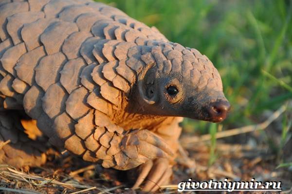 Панголин-животное-Образ-жизни-и-среда-обитания-панголина-8