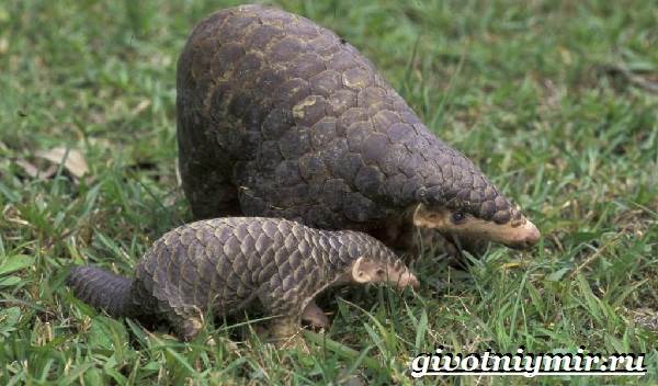 Панголин-животное-Образ-жизни-и-среда-обитания-панголина-9