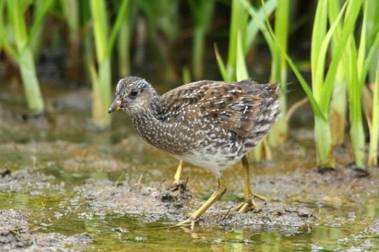 Растительный мир Африки: список редких представителей флоры и фауны, эндемики африканского континента