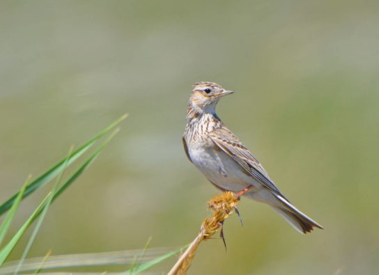 Крымские эндемичные растения и животные