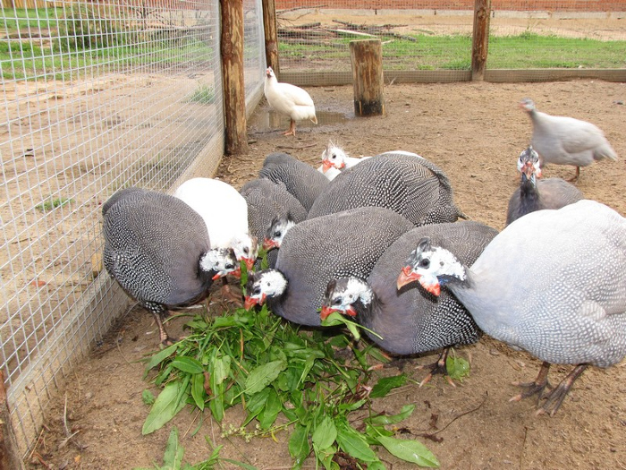 Как правильно кормить цесарок