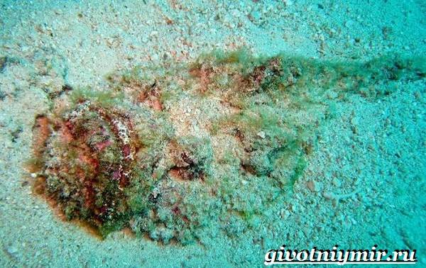 Рыба-камень-Образ-жизни-и-среда-обитания-рыбы-камень-4