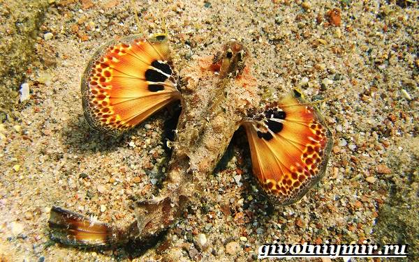 Рыба-камень-Образ-жизни-и-среда-обитания-рыбы-камень-6