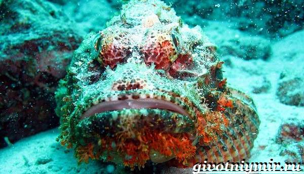 Рыба-камень-Образ-жизни-и-среда-обитания-рыбы-камень-7