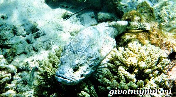 Рыба-камень-Образ-жизни-и-среда-обитания-рыбы-камень-8