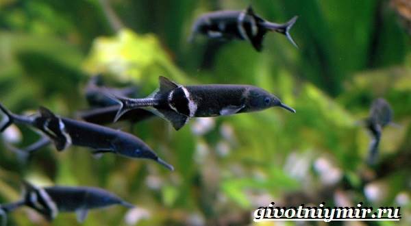 Рыба-слон-Образ-жизни-и-среда-обитания-рыбы-слон-9