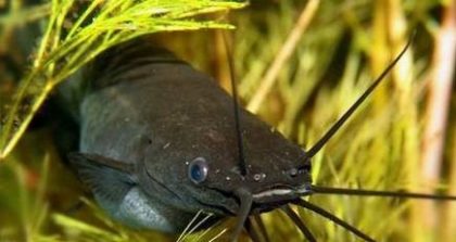 sml_gallery_3454_229_18881