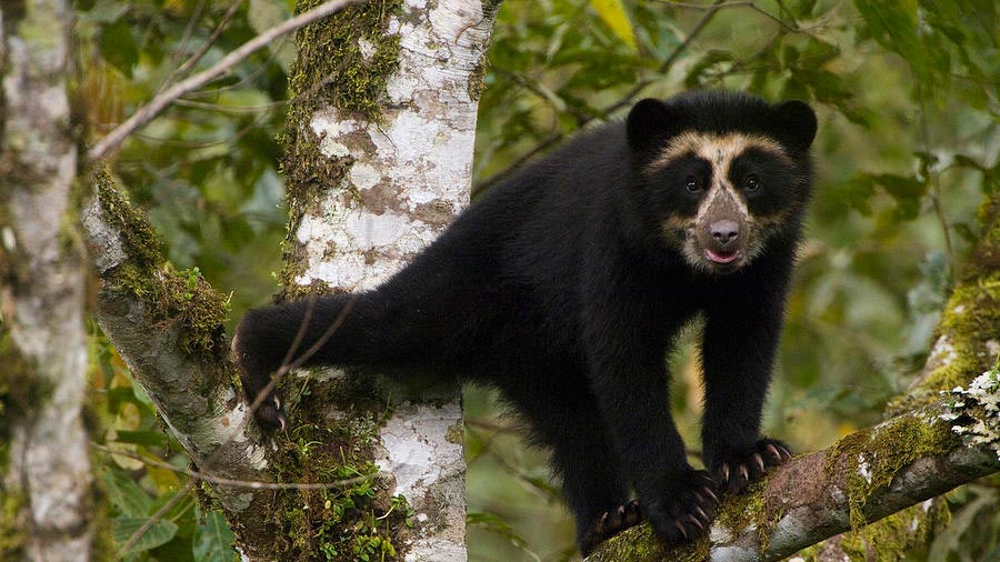 Очковый медведь