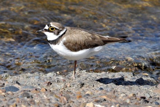 Крымские эндемичные растения и животные
