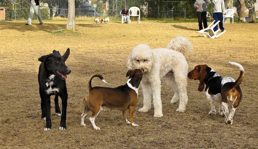 Собака в течке