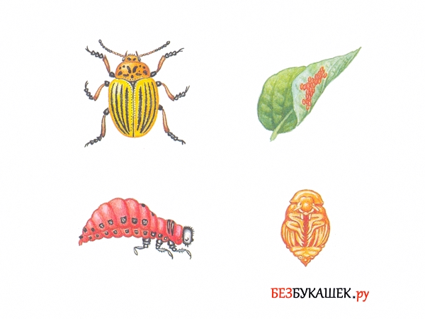 4 стадии развития колорадского жука