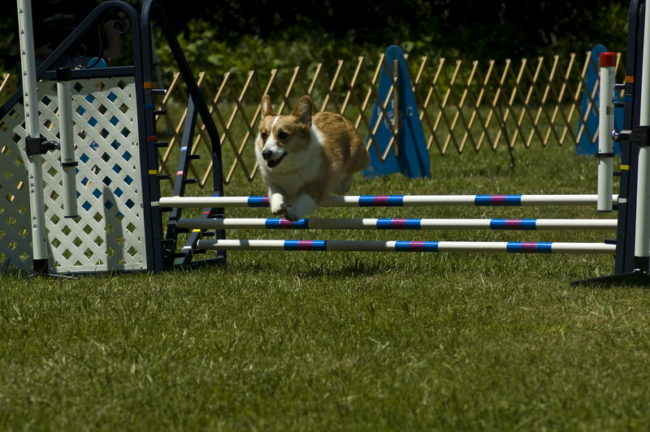 вельш-корги поддается дрессировке