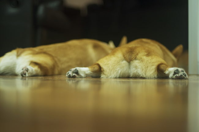 Вельш-корги сзади