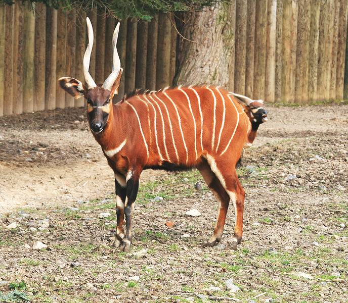 Антилопа бонго (лат. Tragelaphus eurycerus) Антилопа бонго фото (лат. Tragelaphus eurycerus)