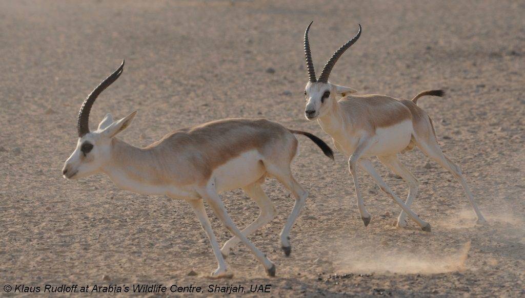 Зобная антилопа Изображение зоба антилопы