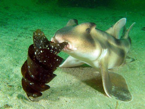 австралийская бычья акула