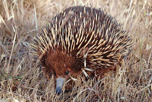 австралийская ехидна