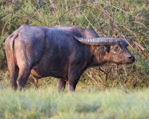 азиатский буйвол