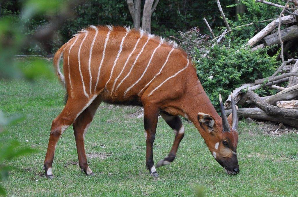 Бонго Бонго картинка