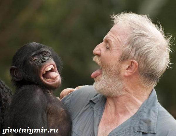 Бонобо-обезьяна-бонобо-обезьяна-образ жизни и среда обитания-5