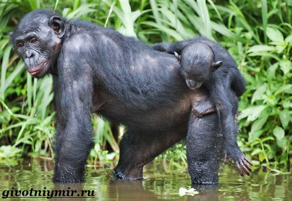 Бонобо-обезьяна-бонобо-обезьяна-образ жизни и среда обитания-7