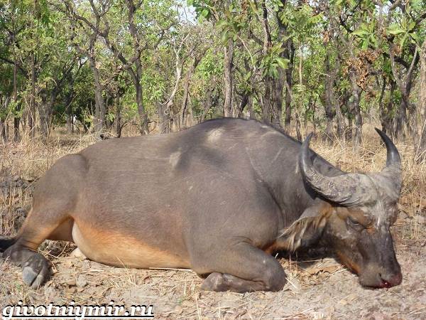 Буйвол-животное-Образ-жизни-и-среда-обитания-буйвола-4