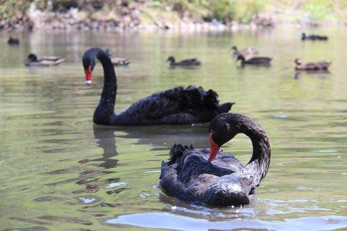 черный-лебедь