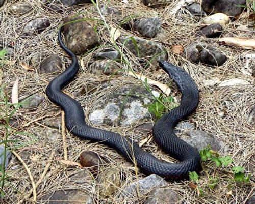 черная-змея