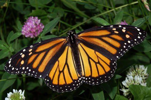 данаидский монарх