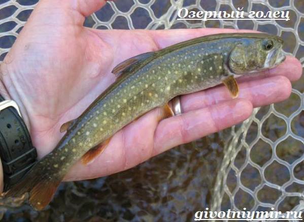 Чар-рыба-Образ жизни-и-среда обитания-рыба-чар-3