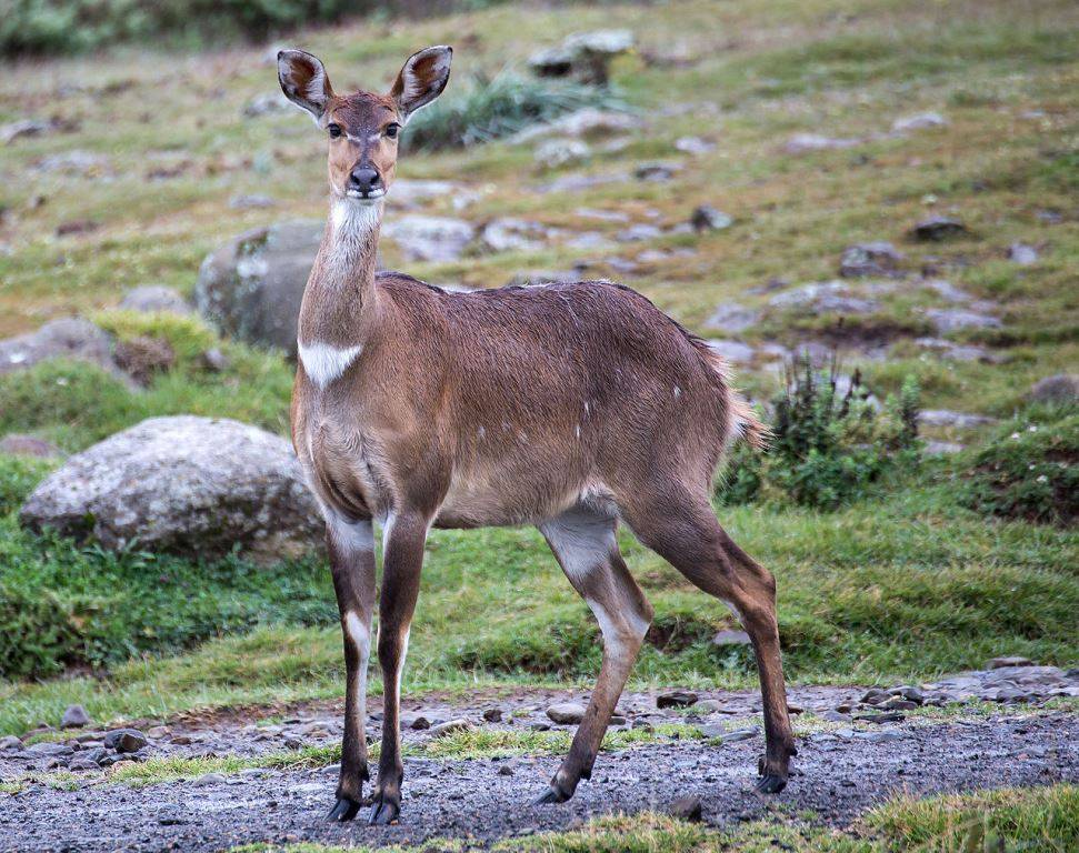Самка горной антилопы ньяла Горная антилопа ньяла женское изображение