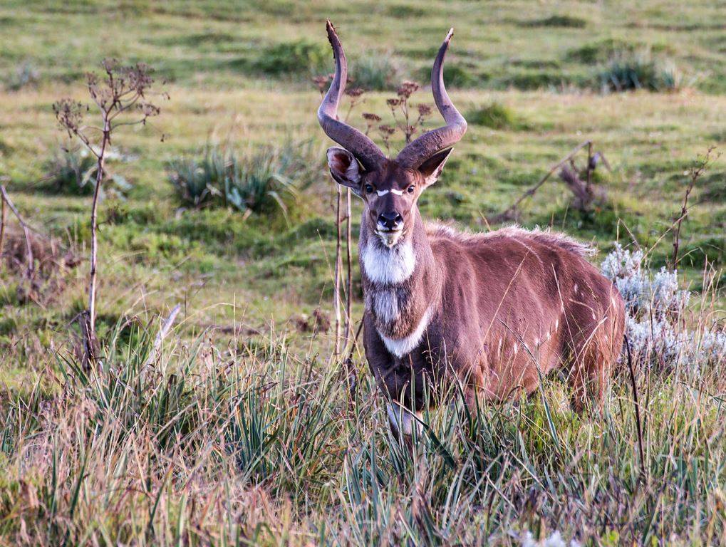 Самец горной ньялы (лат. Tragelaphus buxtoni) Горная ньяла мужское изображение (лат. Tragelaphus buxtoni)