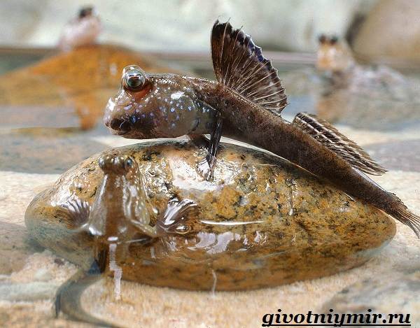 Илистый-прыгун-рыба-Образ-жизни-и-среда-обитания-илистого-прыгуна-1