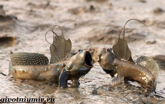 Илистый-прыгун-рыба-Образ-жизни-и-среда-обитания-илистого-прыгуна-2