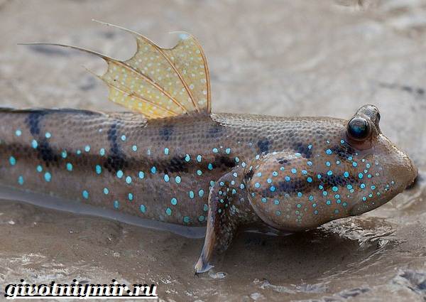 Илистый-прыгун-рыба-Образ-жизни-и-среда-обитания-илистого-прыгуна-4