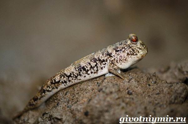 Илистый-прыгун-рыба-Образ-жизни-и-среда-обитания-илистого-прыгуна-5