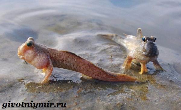 Илистый-прыгун-рыба-Образ-жизни-и-среда-обитания-илистого-прыгуна-6