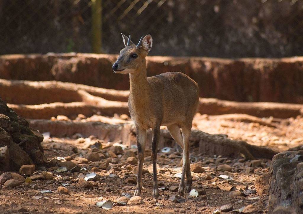 Индийская четырехрогая антилопа Фото индийской четырехрогой антилопы