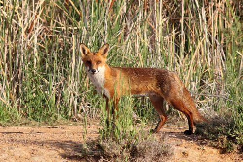 Животные Байкала: краткое описание